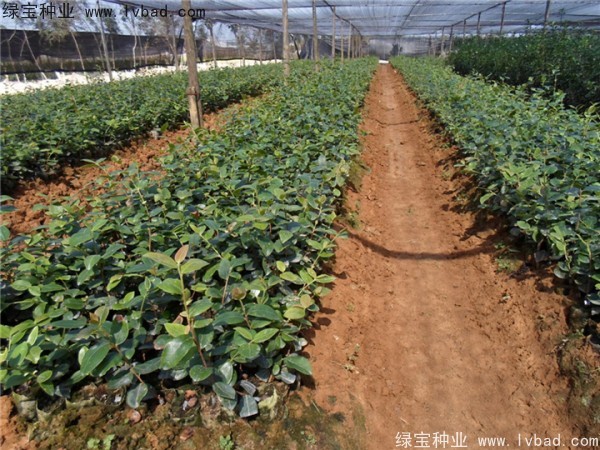 <a href='http://www.njszjj.com/yaocaizhongzi/2335.html' target='_blank'>紅花</a><a href='http://www.njszjj.com/linmuzhongzi/2252.html' target='_blank'>油茶</a><a href='http://www.njszjj.com/' target='_blank'>種子</a>