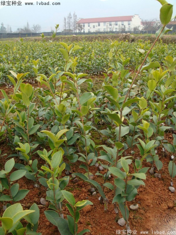 紅花<a href='http://www.njszjj.com/linmuzhongzi/2252.html' target='_blank'>油茶</a><a href='http://www.njszjj.com/' target='_blank'>種子</a>