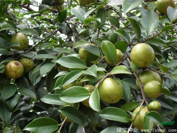 <a href='http://www.njszjj.com/linmuzhongzi/1784.html' target='_blank'>紅花油茶</a>種子