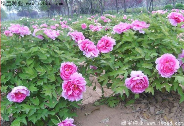<a href='http://www.njszjj.com/linmuzhongzi/1785.html' target='_blank'>牡丹種子</a>