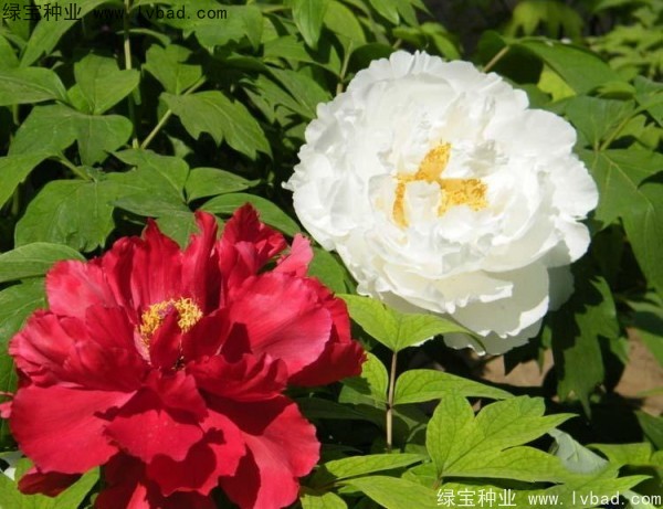 牡丹<a href='http://www.njszjj.com/' target='_blank'>種子</a>