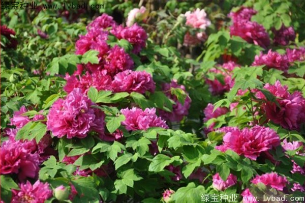 <a href='http://www.njszjj.com/linmuzhongzi/1785.html' target='_blank'>牡丹種子</a>