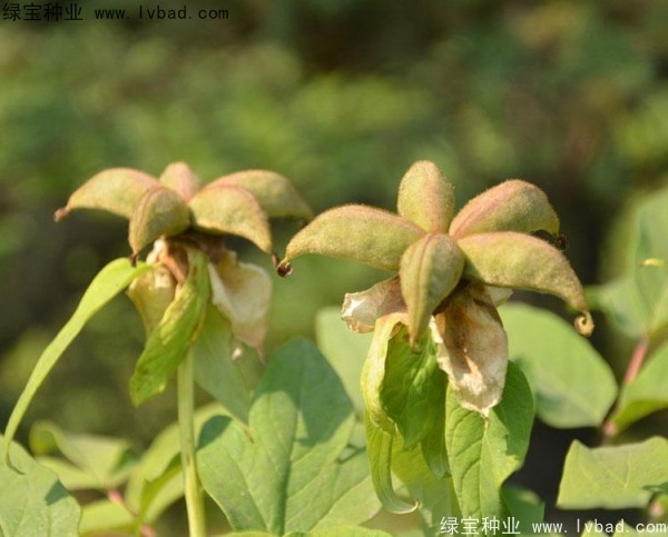 牡丹<a href='http://www.njszjj.com/' target='_blank'>種子</a>