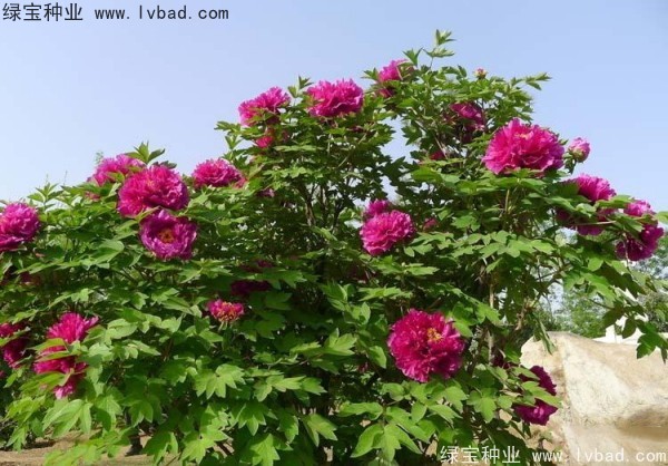 <a href='http://www.njszjj.com/linmuzhongzi/1785.html' target='_blank'>牡丹種子</a>