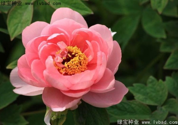 牡丹<a href='http://www.njszjj.com/' target='_blank'>種子</a>