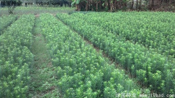 <a href='http://www.njszjj.com/linmuzhongzi/1786.html' target='_blank'>羅漢松種子</a>