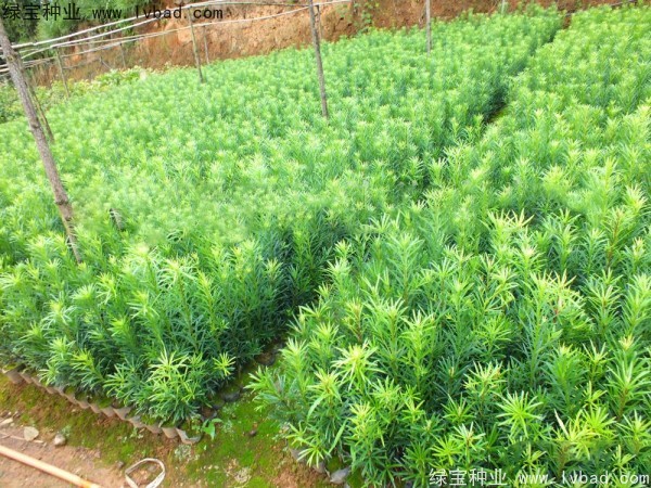 羅漢松<a href='http://www.njszjj.com/' target='_blank'>種子</a>