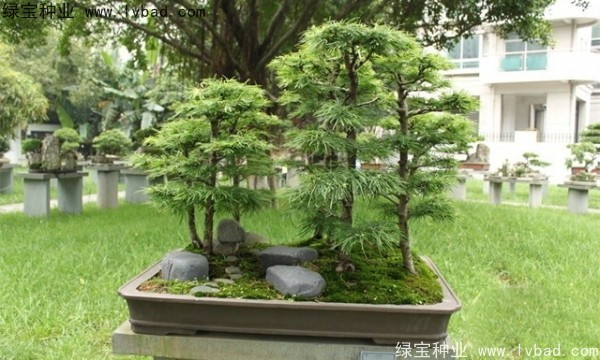 <a href='http://www.njszjj.com/linmuzhongzi/1788.html' target='_blank'>金錢松種子</a>