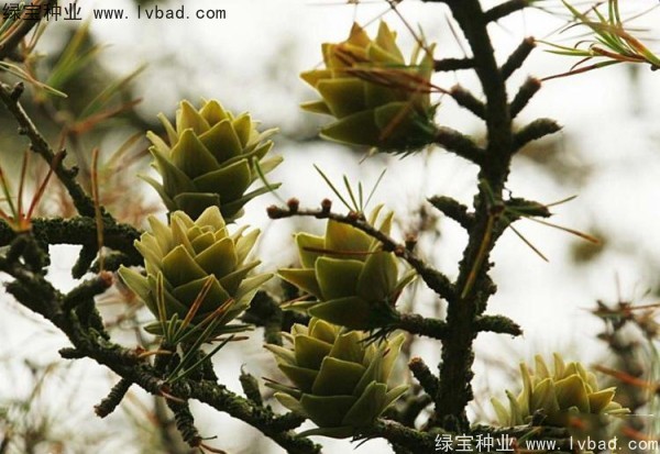 金錢松<a href='http://www.njszjj.com/' target='_blank'>種子</a>