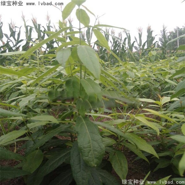 <a href='http://www.njszjj.com/linmuzhongzi/1790.html' target='_blank'>臘梅種子</a>