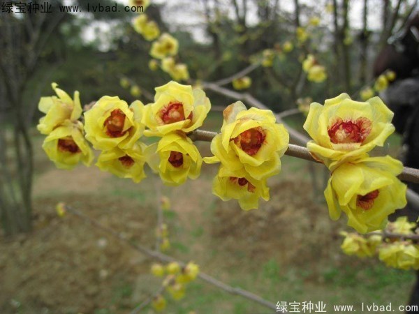 臘梅<a href='http://www.njszjj.com/' target='_blank'>種子</a>