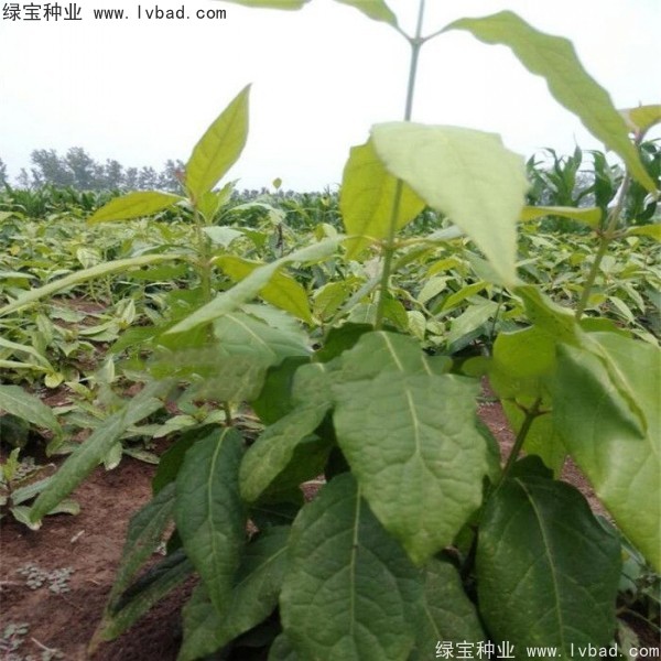 <a href='http://www.njszjj.com/linmuzhongzi/1790.html' target='_blank'>臘梅種子</a>