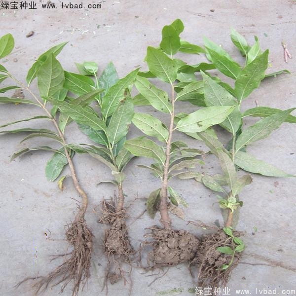 臘梅<a href='http://www.njszjj.com/' target='_blank'>種子</a>