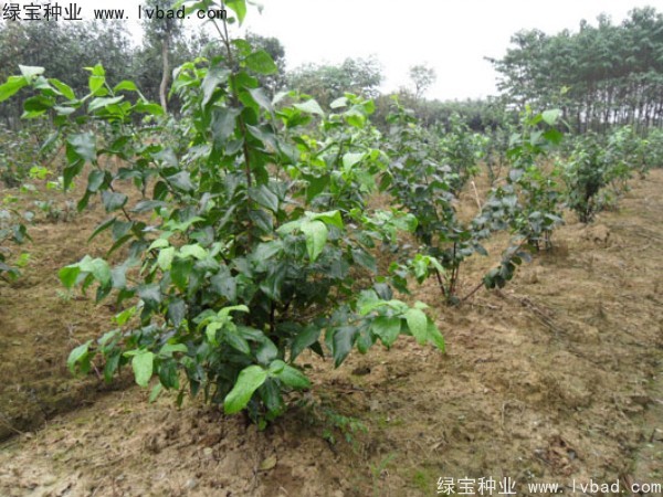 臘梅<a href='http://www.njszjj.com/' target='_blank'>種子</a>