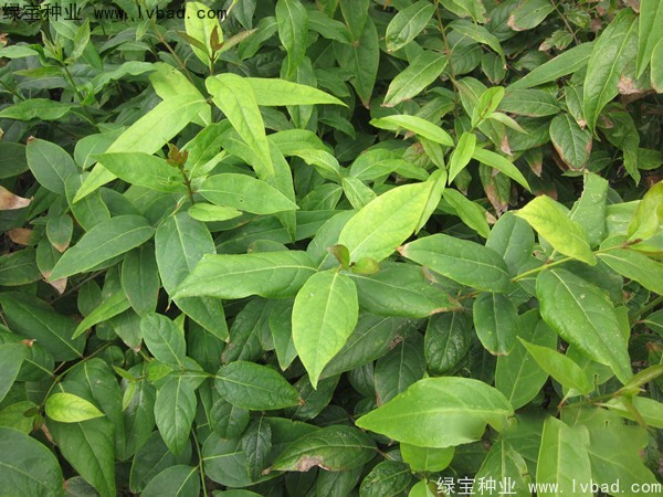 <a href='http://www.njszjj.com/linmuzhongzi/1790.html' target='_blank'>臘梅種子</a>