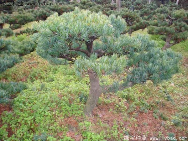 <a href='http://www.njszjj.com/linmuzhongzi/1792.html' target='_blank'>大阪松種子</a>