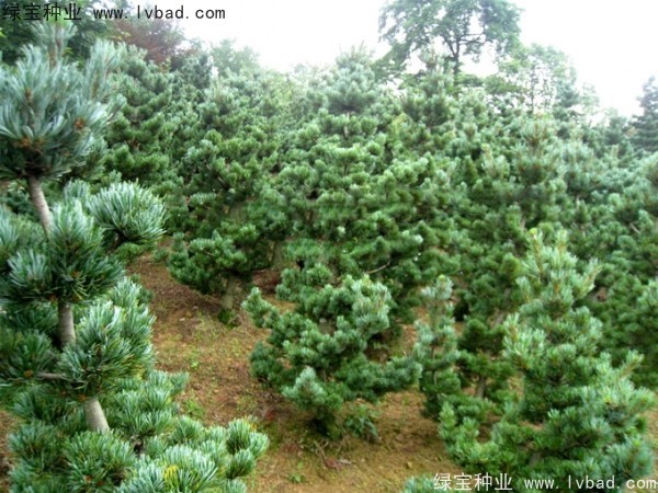 <a href='http://www.njszjj.com/linmuzhongzi/1792.html' target='_blank'>大阪松種子</a>