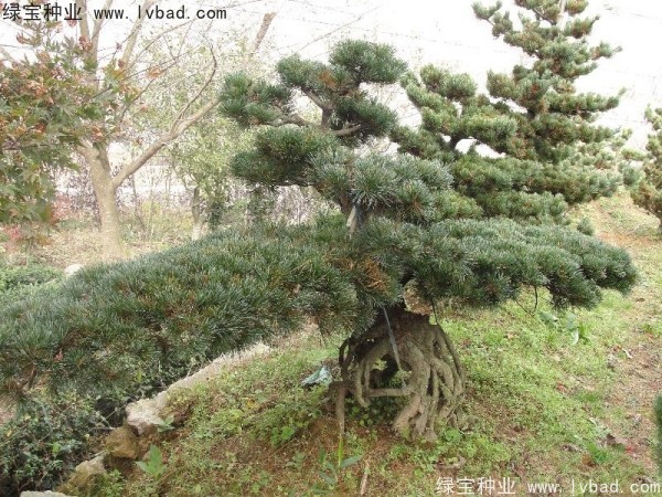 <a href='http://www.njszjj.com/linmuzhongzi/1792.html' target='_blank'>大阪松</a><a href='http://www.njszjj.com/' target='_blank'>種子</a>