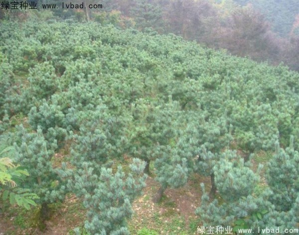 <a href='http://www.njszjj.com/linmuzhongzi/1792.html' target='_blank'>大阪松</a><a href='http://www.njszjj.com/' target='_blank'>種子</a>