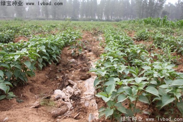 <a href='http://www.njszjj.com/linmuzhongzi/1793.html' target='_blank'>重陽木</a><a href='http://www.njszjj.com/' target='_blank'>種子</a>