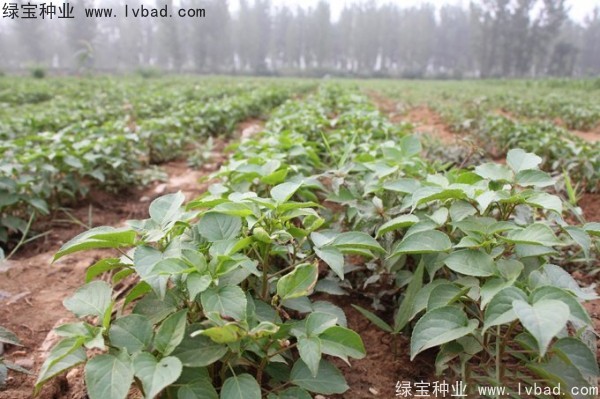 <a href='http://www.njszjj.com/linmuzhongzi/1793.html' target='_blank'>重陽木種子</a>