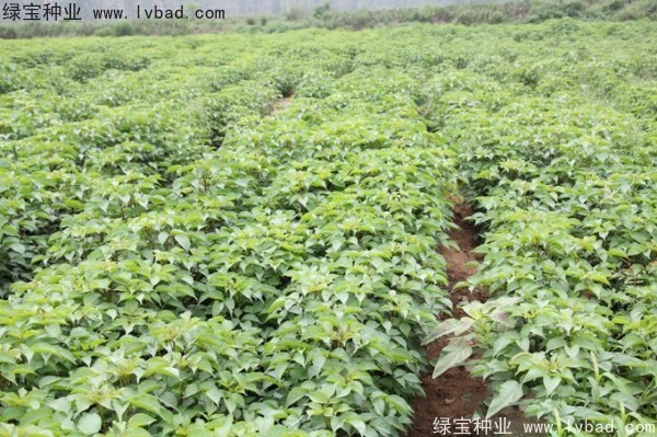 重陽木<a href='http://www.njszjj.com/' target='_blank'>種子</a>