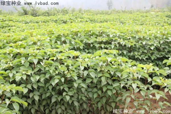 重陽木<a href='http://www.njszjj.com/' target='_blank'>種子</a>