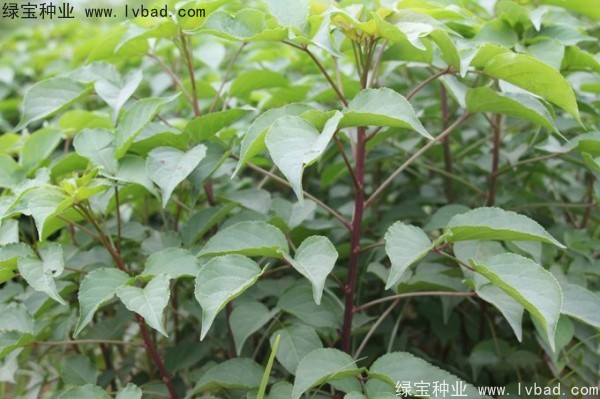<a href='http://www.njszjj.com/linmuzhongzi/1793.html' target='_blank'>重陽木種子</a>