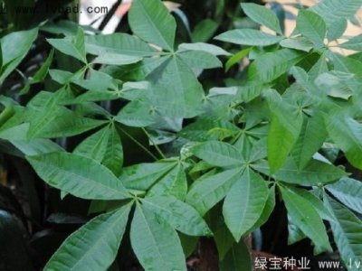發(fā)財(cái)樹種子