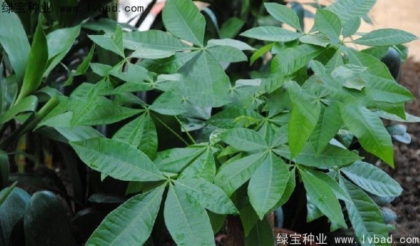 <a href='http://www.njszjj.com/linmuzhongzi/1794.html' target='_blank'>發(fā)財樹種子</a>