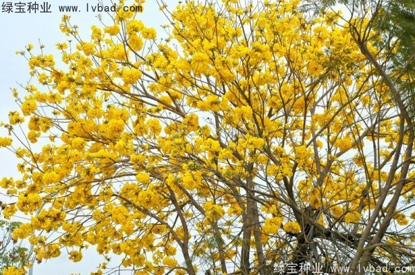 <a href='http://www.njszjj.com/linmuzhongzi/1795.html' target='_blank'>黃花風(fēng)鈴木</a><a href='http://www.njszjj.com/' target='_blank'>種子</a>