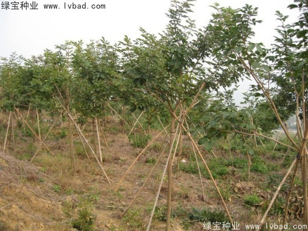 <a href='http://www.njszjj.com/linmuzhongzi/1795.html' target='_blank'>黃花風(fēng)鈴木種子</a>