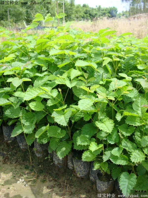 <a href='http://www.njszjj.com/linmuzhongzi/1795.html' target='_blank'>黃花風(fēng)鈴木種子</a>