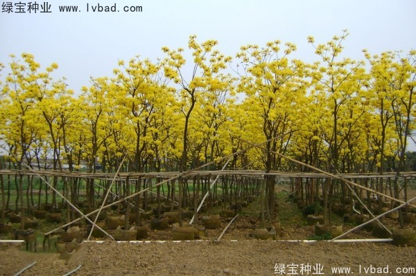 <a href='http://www.njszjj.com/linmuzhongzi/1795.html' target='_blank'>黃花風(fēng)鈴木種子</a>