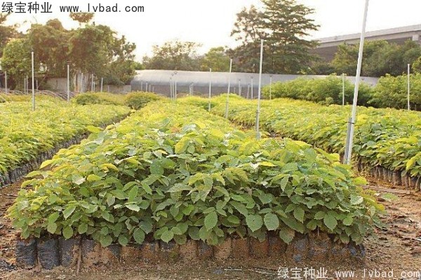 <a href='http://www.njszjj.com/linmuzhongzi/1795.html' target='_blank'>黃花風(fēng)鈴木</a><a href='http://www.njszjj.com/' target='_blank'>種子</a>