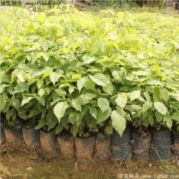 黃花風(fēng)鈴木<a href='http://www.njszjj.com/' target='_blank'>種子</a>