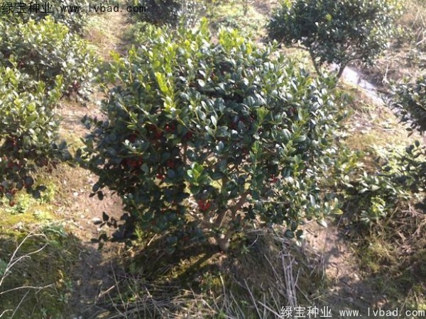 <a href='http://www.njszjj.com/linmuzhongzi/1797.html' target='_blank'>枸骨</a><a href='http://www.njszjj.com/' target='_blank'>種子</a>