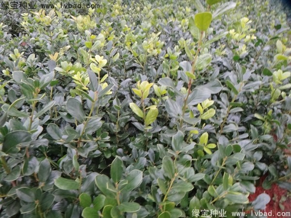 <a href='http://www.njszjj.com/linmuzhongzi/1797.html' target='_blank'>枸骨種子</a>