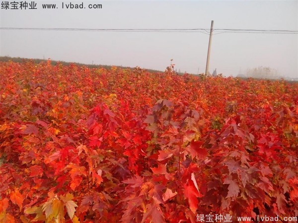美國<a href='http://www.njszjj.com/linmuzhongzi/1706.html' target='_blank'>紅楓種子</a>