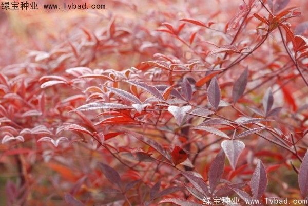 <a href='http://www.njszjj.com/linmuzhongzi/1800.html' target='_blank'>紅天竹種子</a>