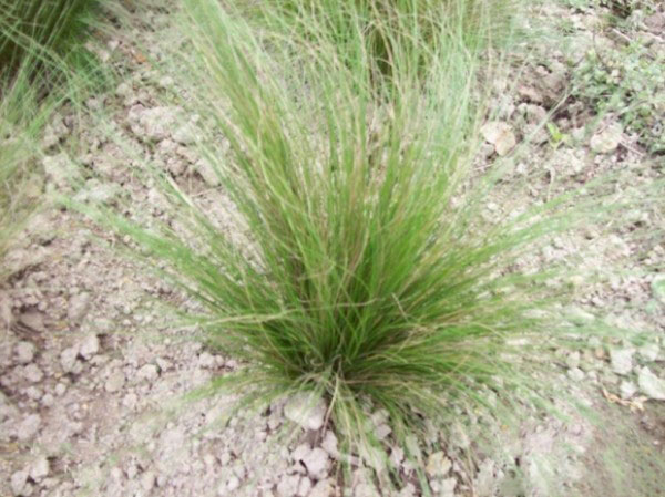 <a href='http://www.njszjj.com/caopingzhongzi/1677.html' target='_blank'>彎葉畫眉草</a>圖片