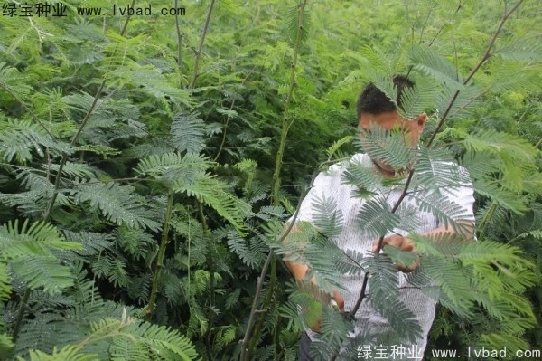 <a href='http://www.njszjj.com/linmuzhongzi/1803.html' target='_blank'>金合歡種子</a>