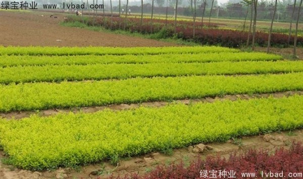 <a href='http://www.njszjj.com/linmuzhongzi/1804.html' target='_blank'>金葉女貞種子</a>