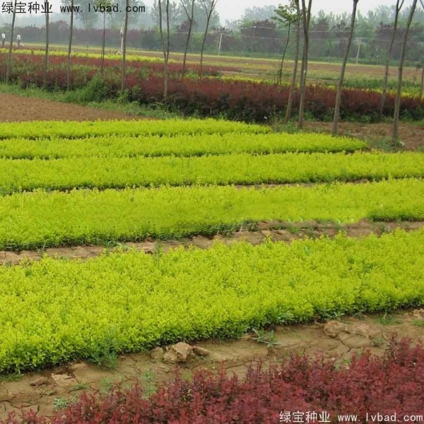 <a href='http://www.njszjj.com/linmuzhongzi/1804.html' target='_blank'>金葉女貞種子</a>