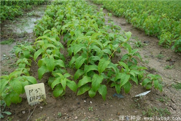 <a href='http://www.njszjj.com/linmuzhongzi/1805.html' target='_blank'>君遷子種子</a>