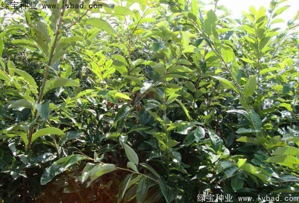 <a href='http://www.njszjj.com/linmuzhongzi/1805.html' target='_blank'>君遷子種子</a>