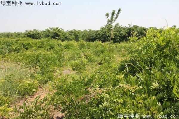 <a href='http://www.njszjj.com/linmuzhongzi/1806.html' target='_blank'>紫藤種子</a>