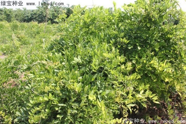 <a href='http://www.njszjj.com/linmuzhongzi/1806.html' target='_blank'>紫藤</a>