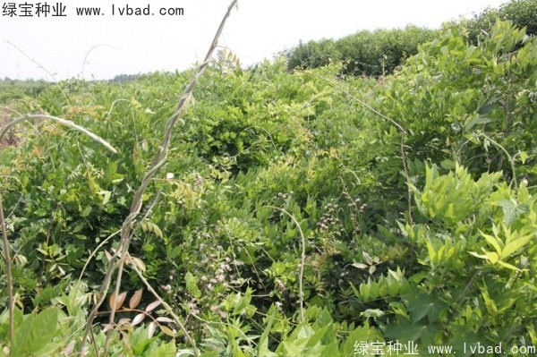 <a href='http://www.njszjj.com/linmuzhongzi/1806.html' target='_blank'>紫藤種子</a>