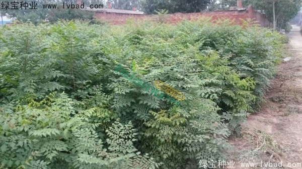 <a href='http://www.njszjj.com/linmuzhongzi/1807.html' target='_blank'>北欒種子</a>
